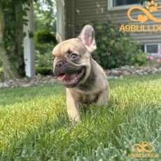 French Bulldog puppy for sale