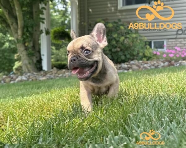 French Bulldog puppy for sale