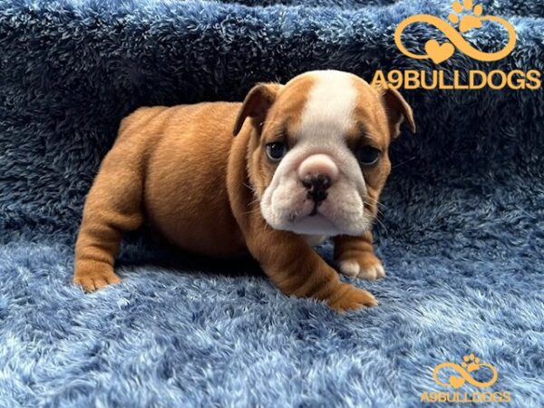English Bulldog puppy